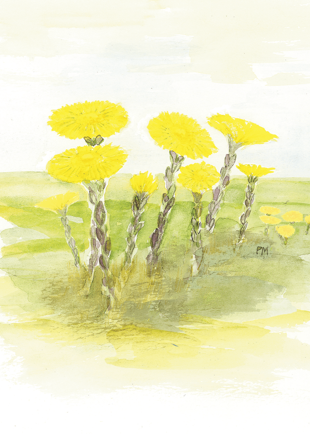 Tussilago, framsida
