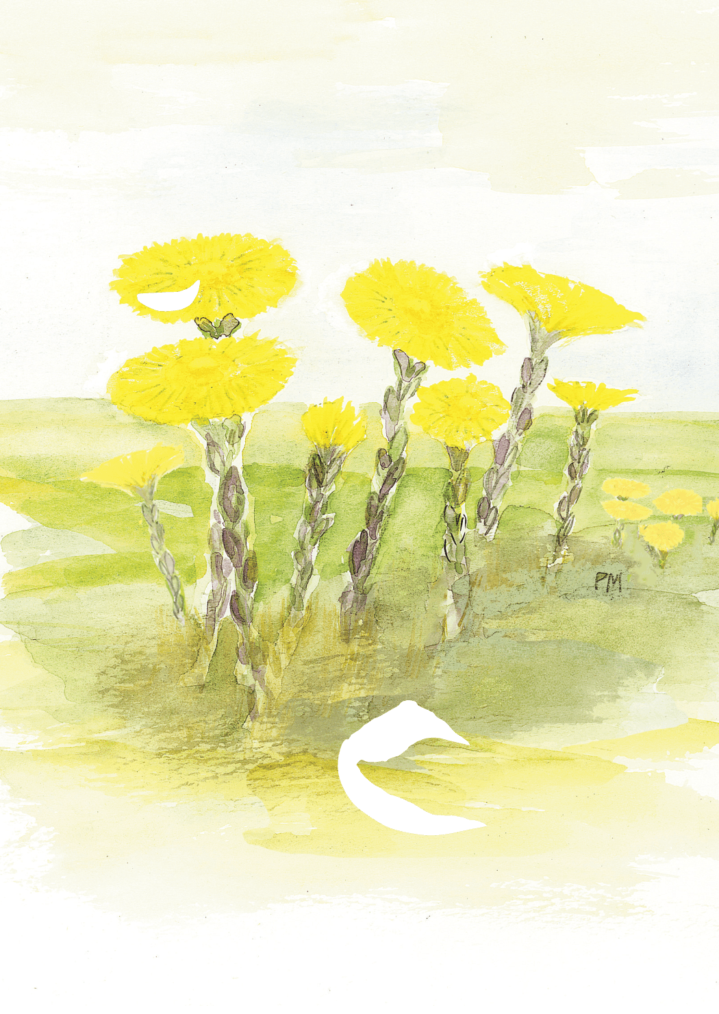 Tussilago, framsida