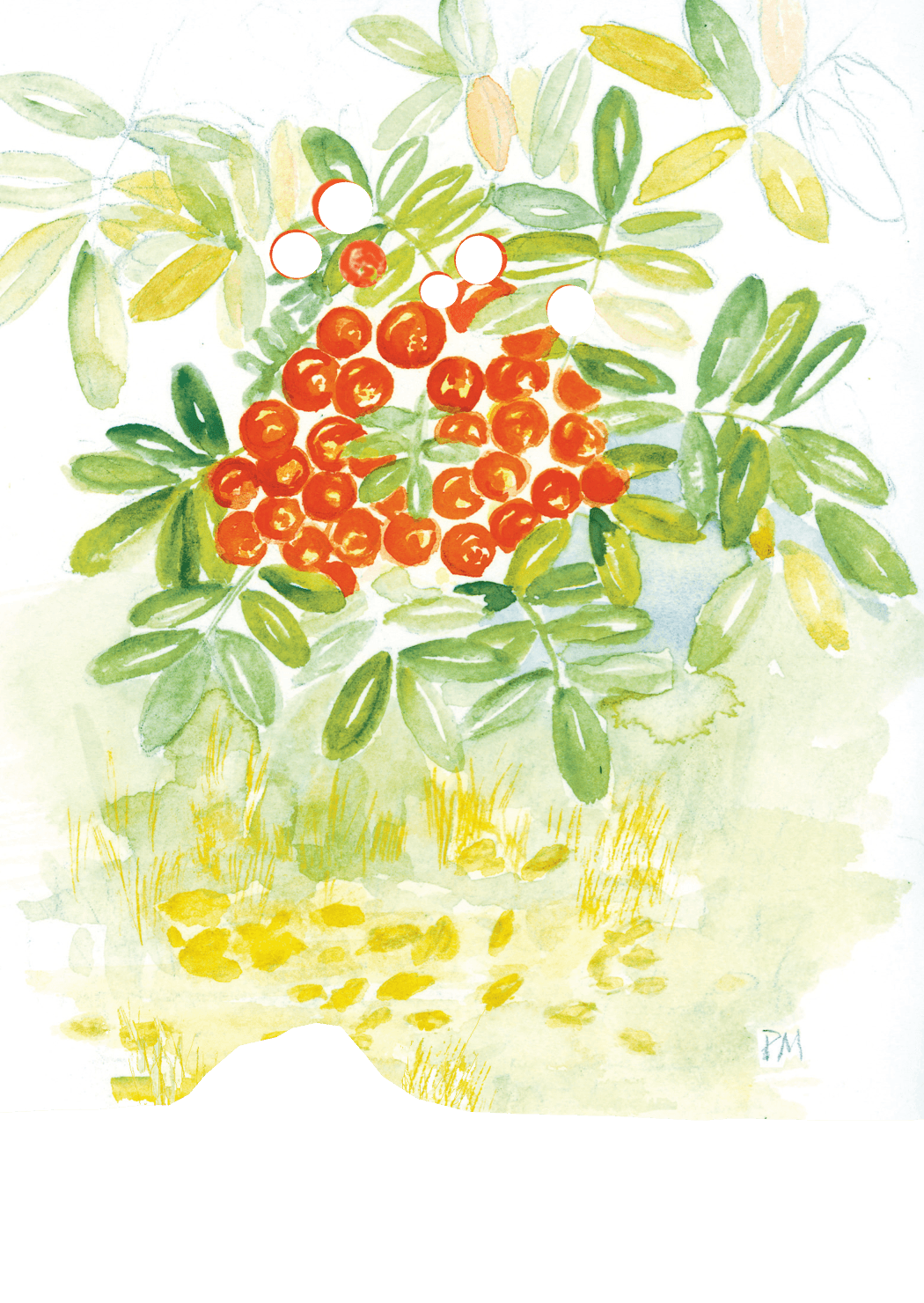 Rönnbär, framsida