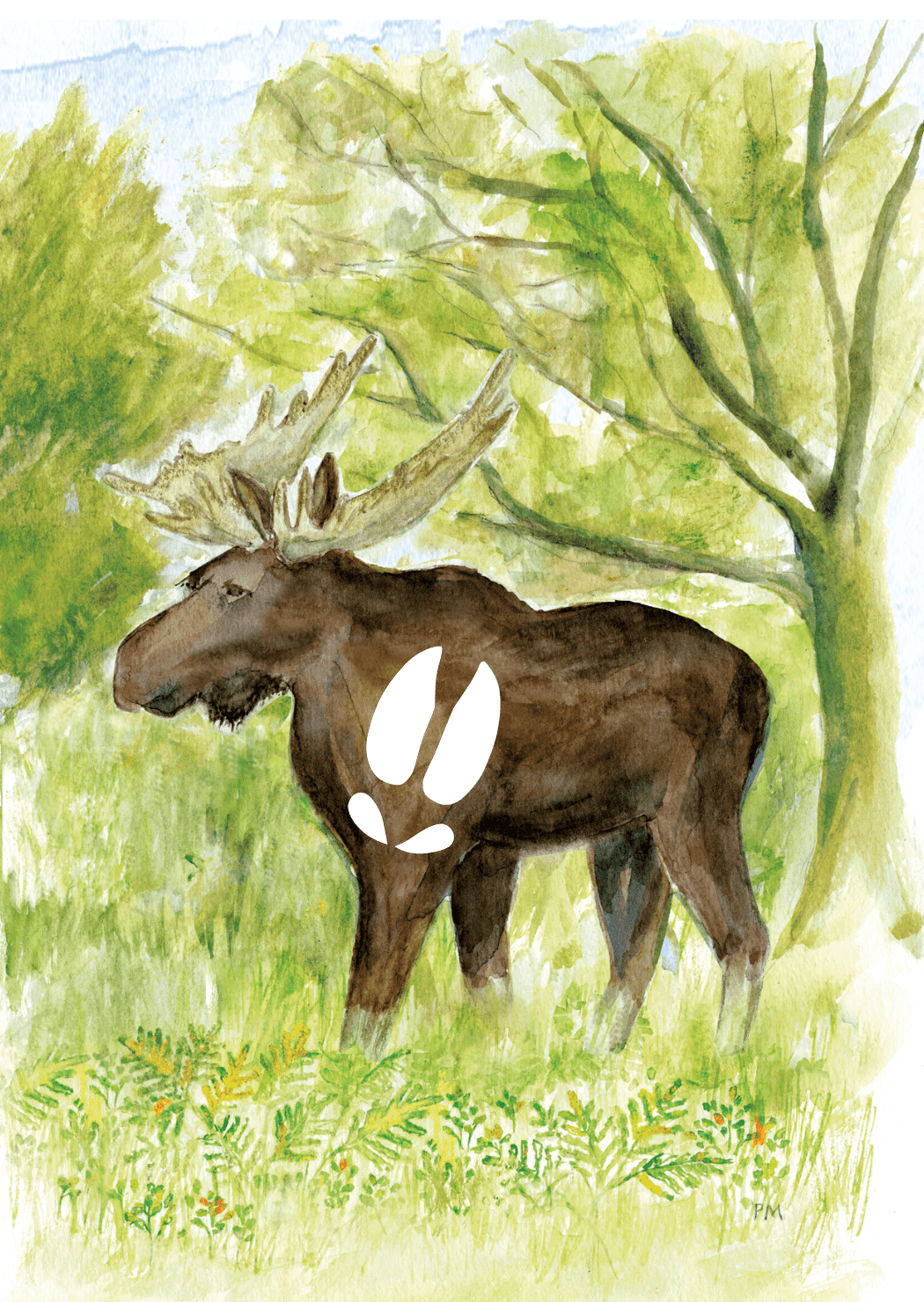 Älg, framsida