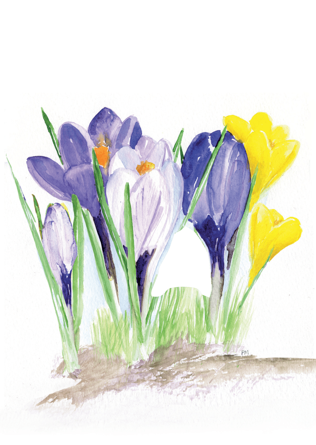 Krokus, framsida