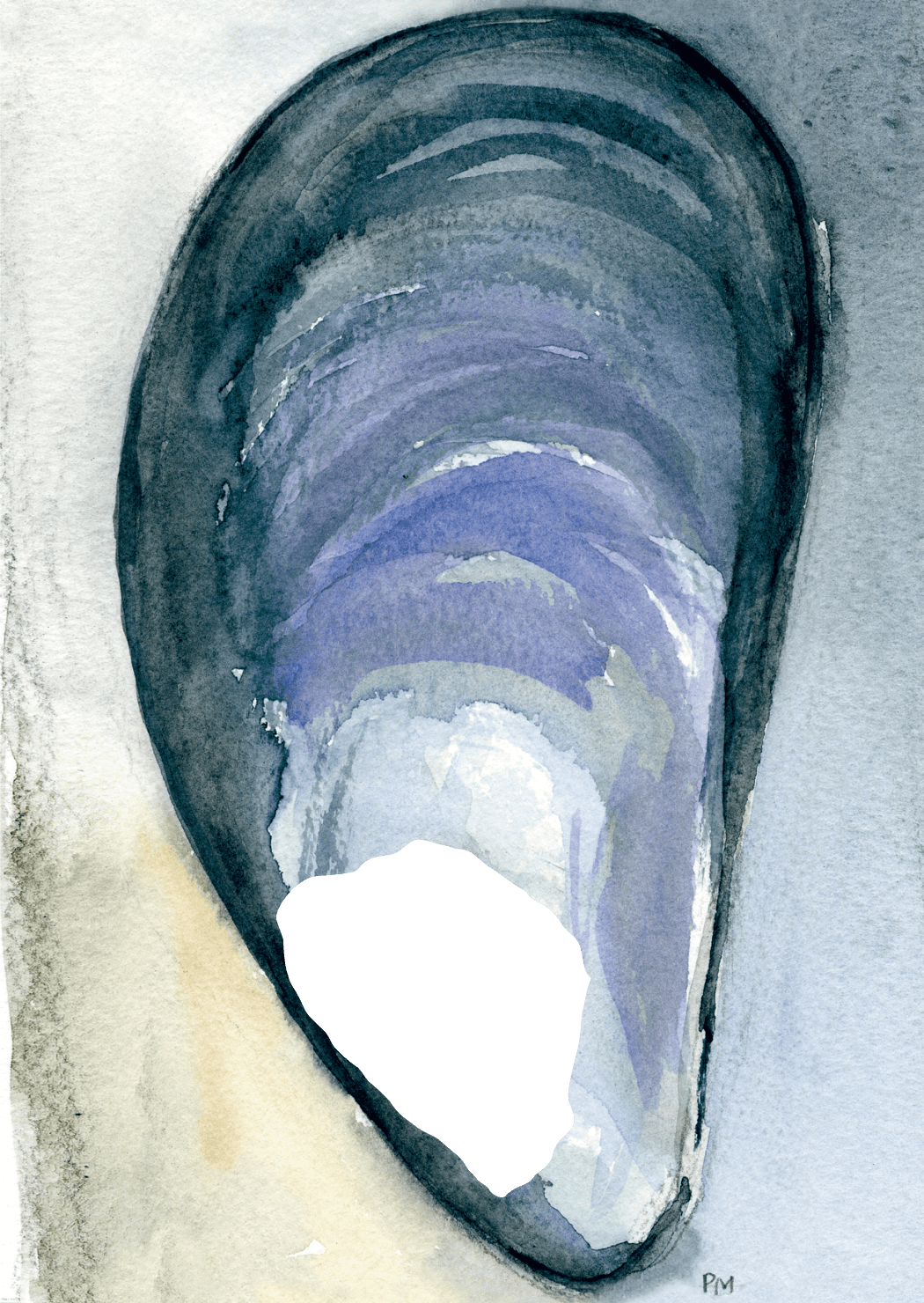 Mussla, framsida